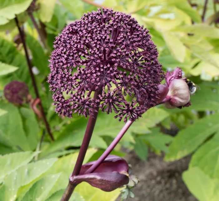 Purple flowering head of an Angelica gigas Nakai plant